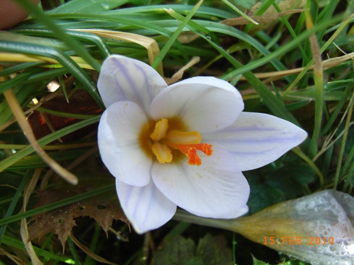 Crocus biflorus